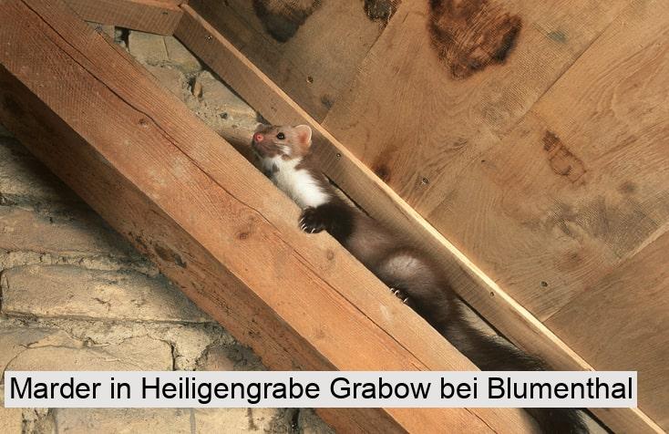 Marder in Heiligengrabe Grabow bei Blumenthal